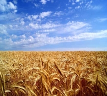 Пшеничные поля: примеры фотографий
